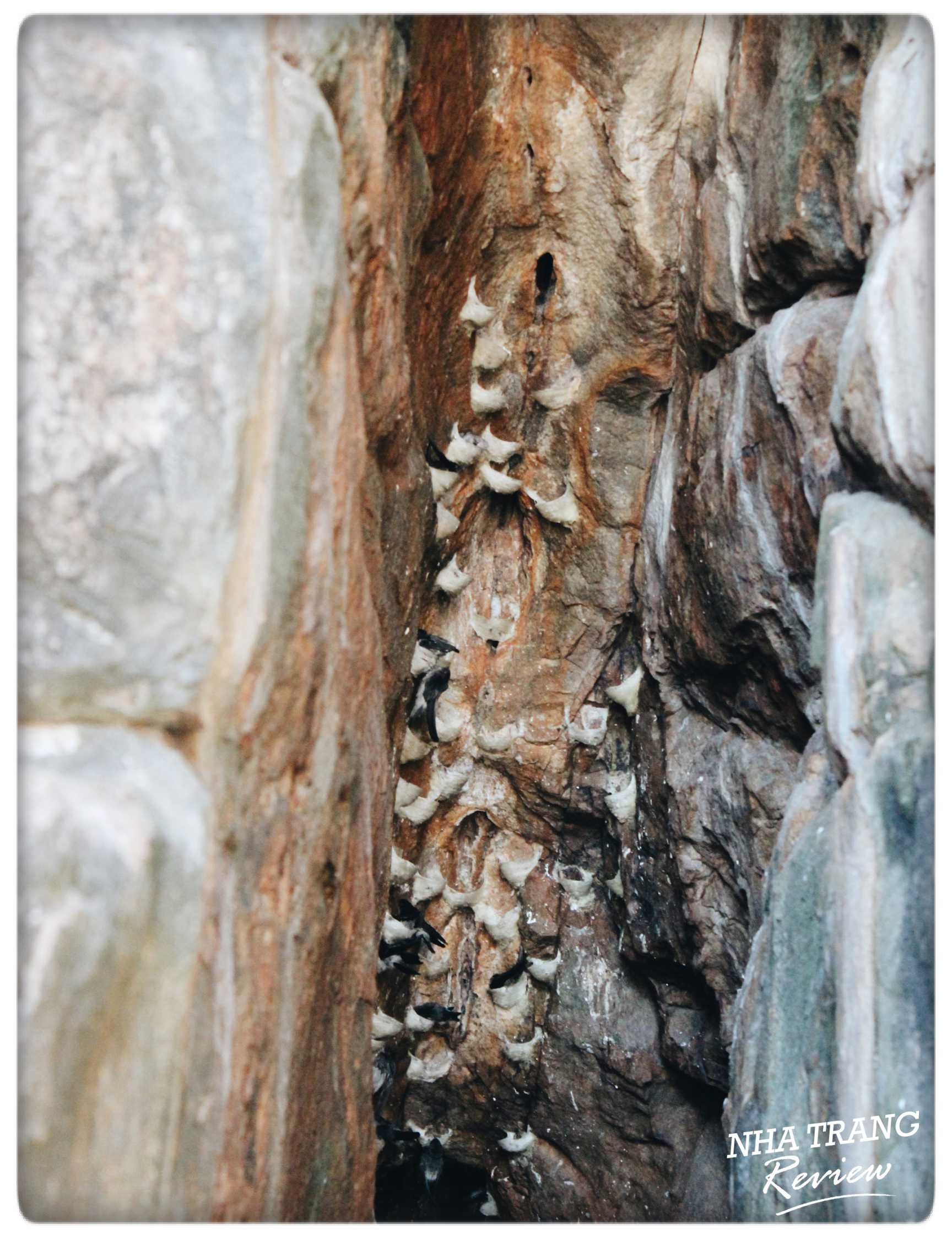 đảo yến nha trang