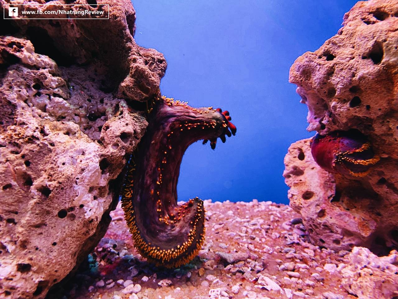 bảo tàng hải dương học nha trang